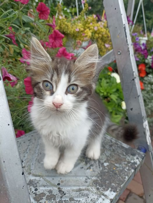 Котик в добрі руки