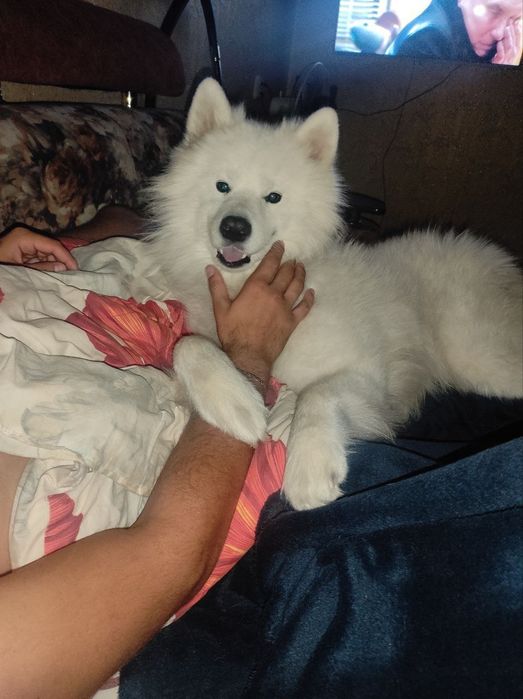 Продаю самоеда мальчика