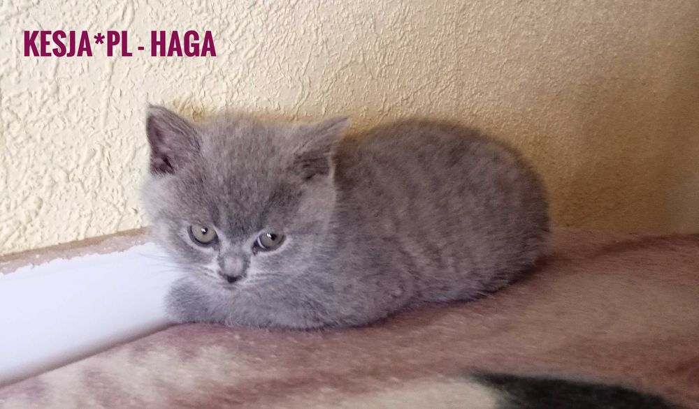 Kotka brytyjska niebieska rodowód FPL