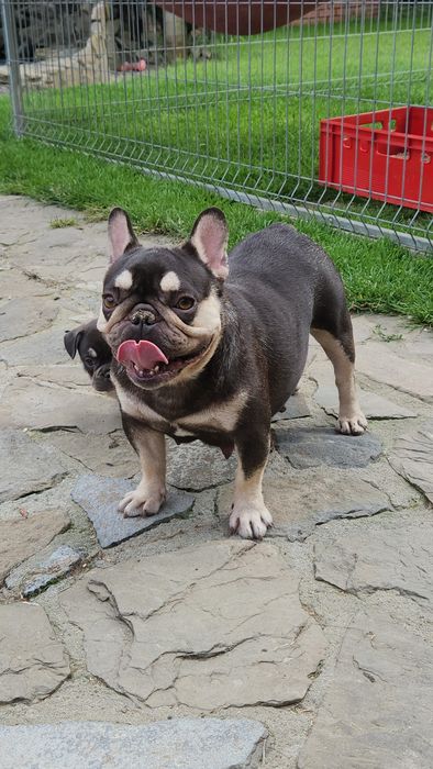Buldog francuski. Piesek