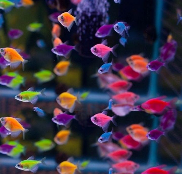 Аквариумные рыбки
