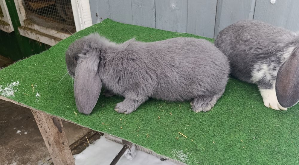 Młode baran francuski niebieski