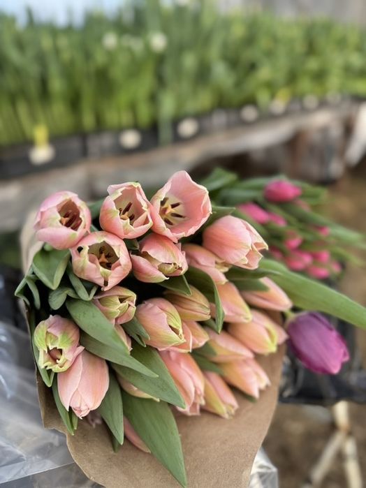 Тюльпаны к 8 марта, ОПТ розница ФОП