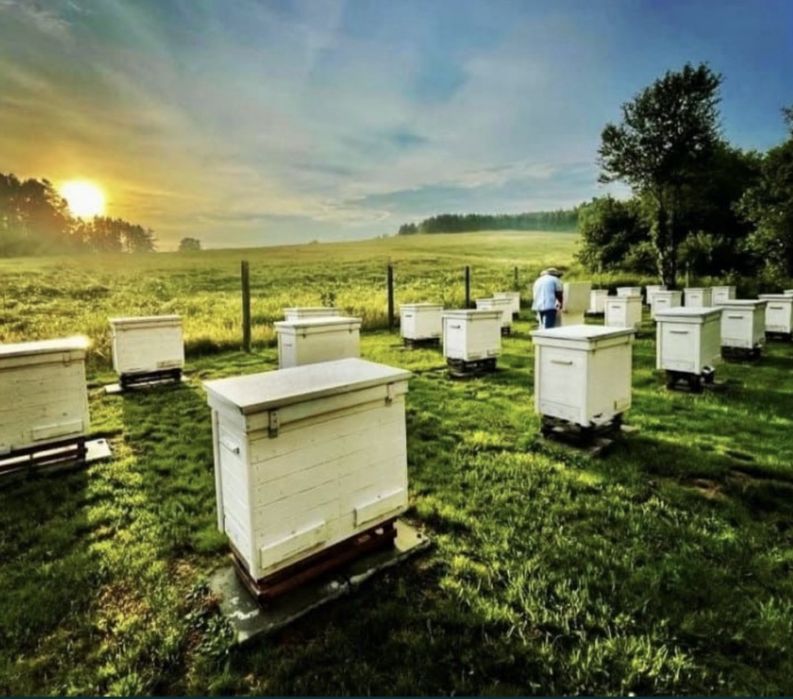 Mikstura wzmacniająca odporność 4 x sloik 235 ml