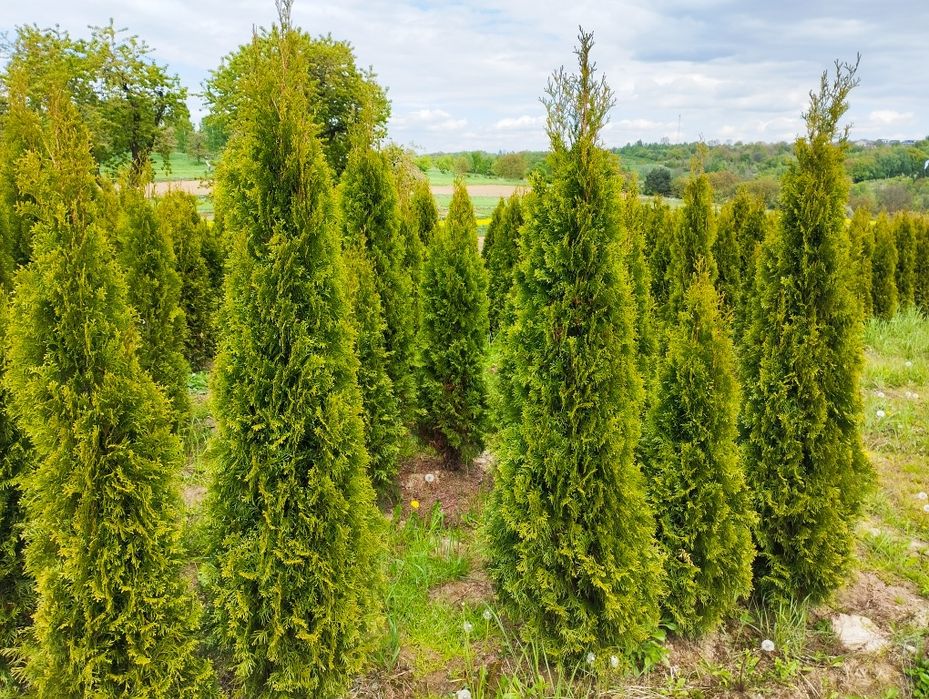 Thuja Szmaragd gęsty 120-130cm Kraków