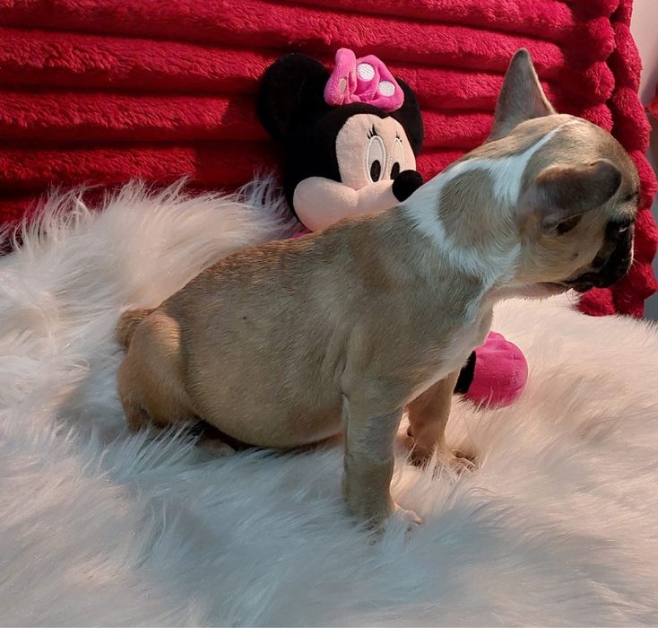 Bulldog francês bebé