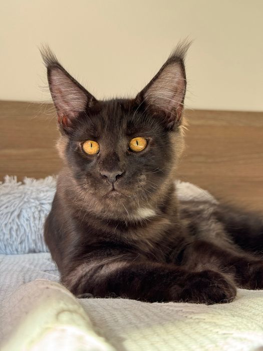 Котята Maine Coon
