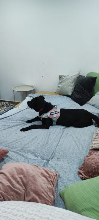 Menina para Adoção responsável