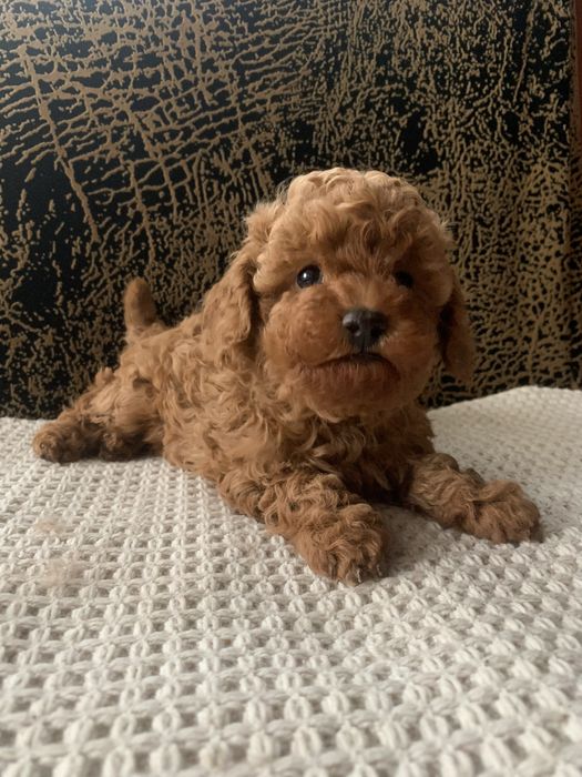 Той  пудель хлопчики