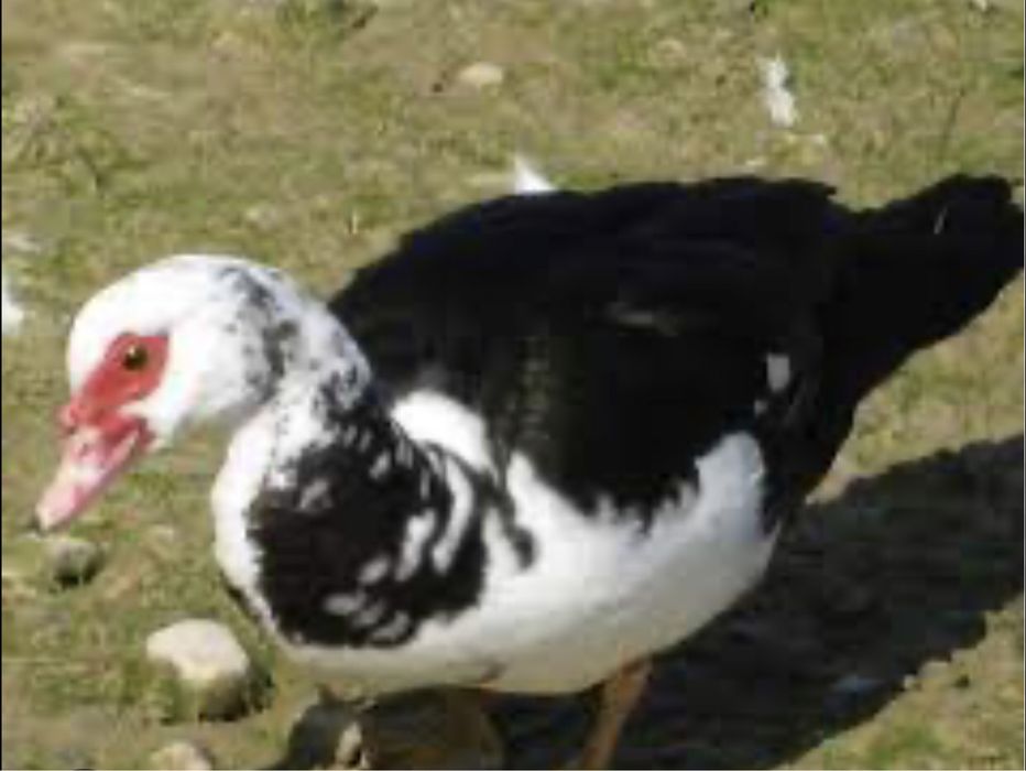 Ovos de pata cairina moschata.