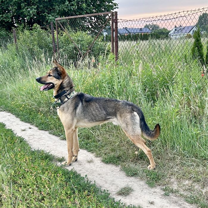 Pies w typie owczarka (adopcja)