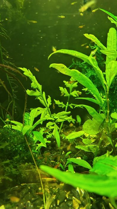 Narybek mieczyka po pięknych rodzicach