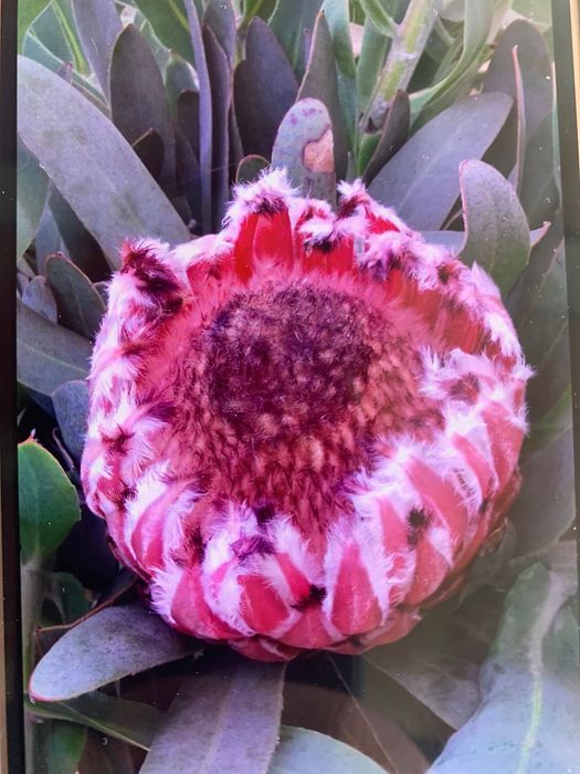 Vasos Proteia cor de rosa