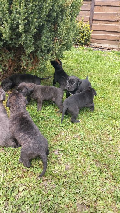 Цуцики Кане Корсо