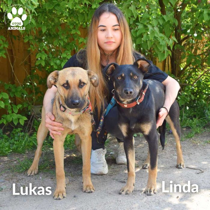 Linda - 8-miesięczna sunia szuka domu!