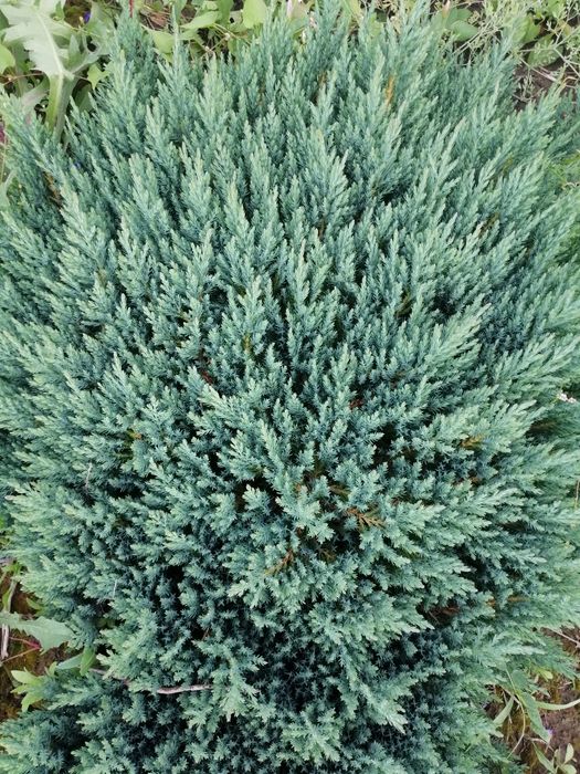 Туя колоновидна, туя смарагд, туя для живоплоту, можжевельники.