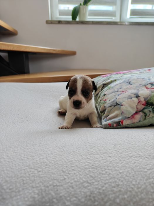 Jack Russell Terrier krótkowłosy samiec