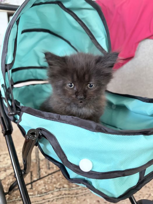 Милий  котик чекає