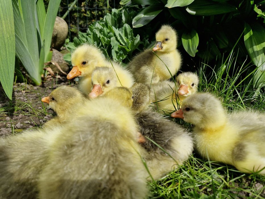 Гусенята. Німецької породи. Холмогори.