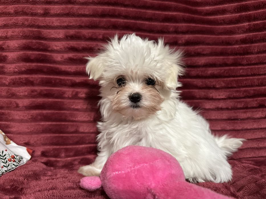 Maltańczyk piesek miniaturka XS