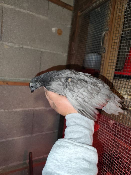 Ovos serama e gahmong