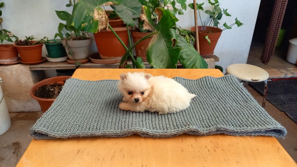 Spitz Alemão Lulu com vacinas