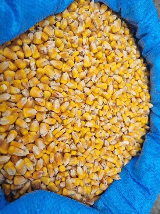 Kukurydza ziarno