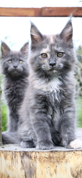 Kotka ... Maine Coon