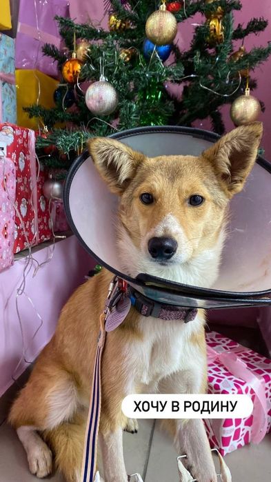 Мальчик ищет любящую семью