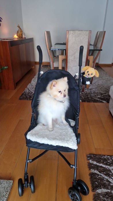 SPITZ POMERÂNIA cachorro macho para acasalar