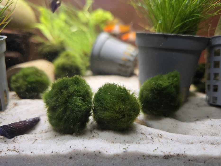 Gałęzatka - roślina akwariowa