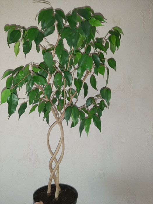 Сциндапсуси епіпремнуми  зріз 20грн монстера Манкі