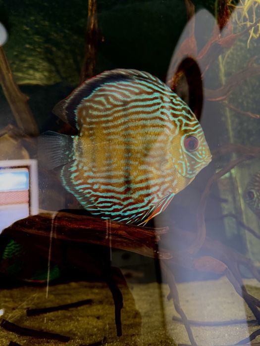 Wild Discus (Discus Selvagens)