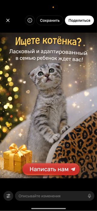 Вислоухая красотка