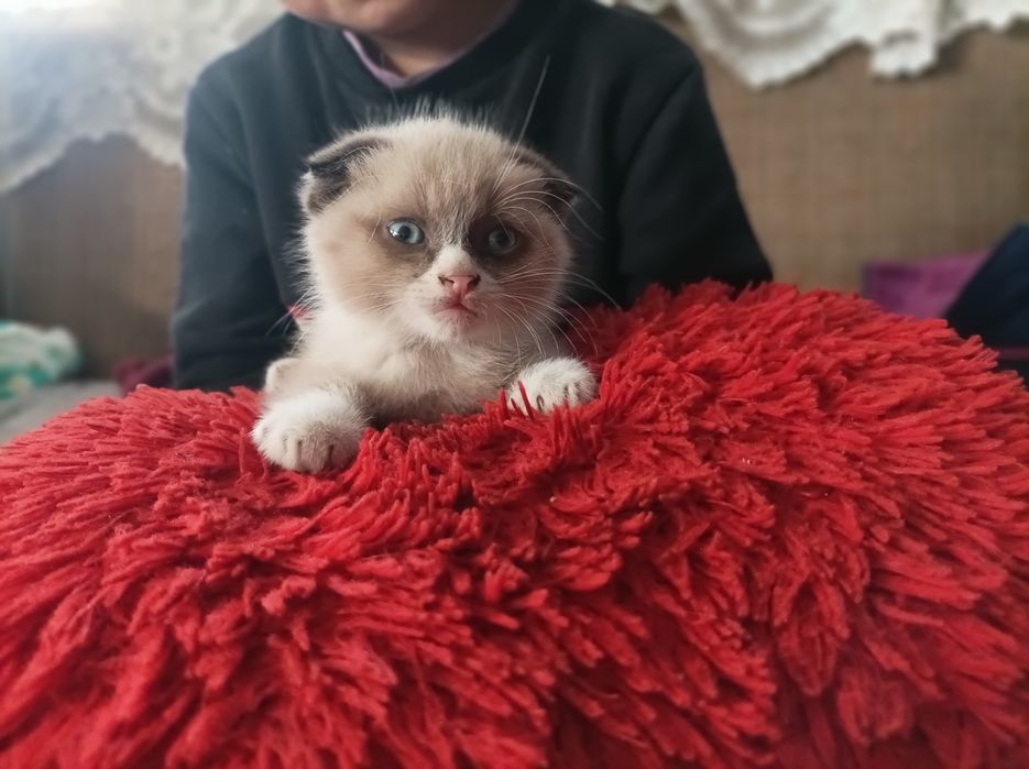 Продам весловухого котенка