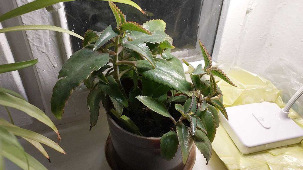 Хлорофітум та каланхое (підлітки)