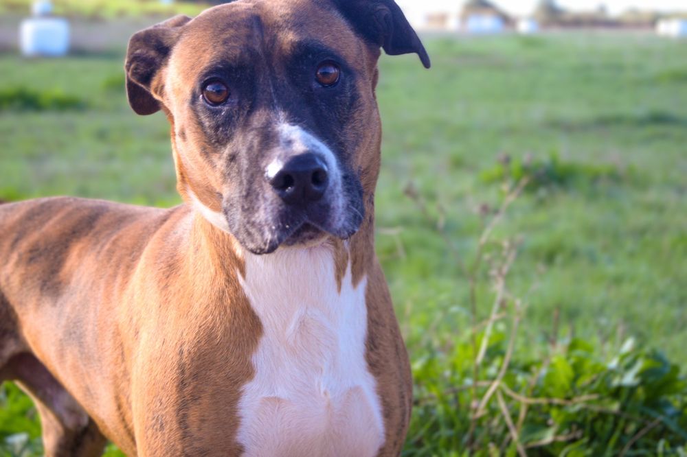 Fox - cão medio grande para adoção