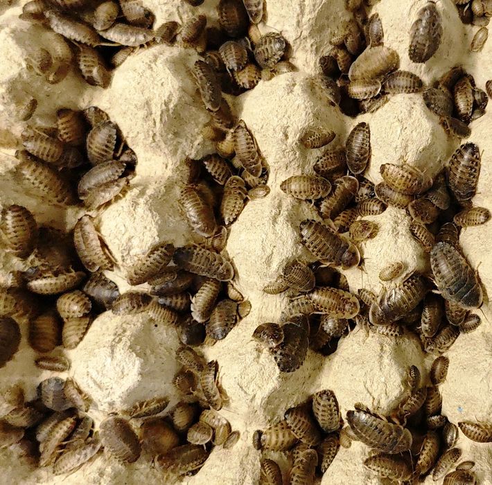 Dubia 2-3cm 200 sztuk + pokarm i hydrożel! Karaczany argentyńskie! Darmowa wysyłka!