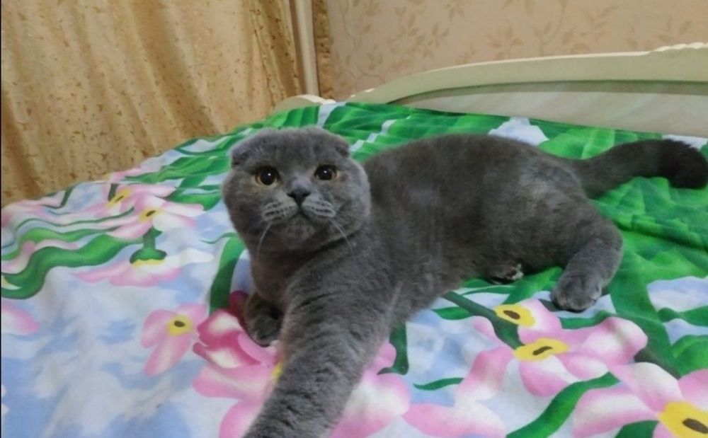 Гарний висловухий котик на вязку