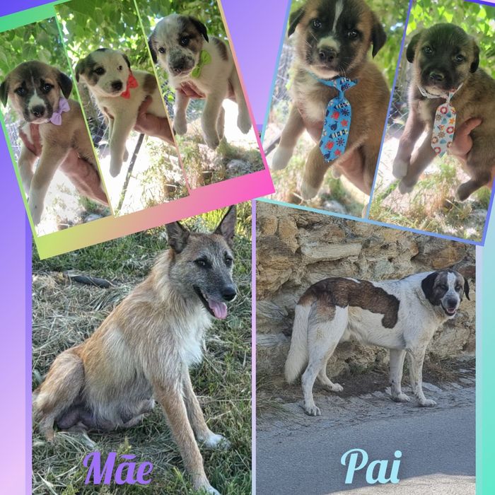 Cachorrinhos para adoção