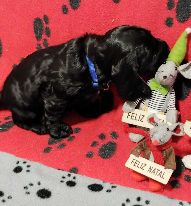 Cocker spaniel preto/a