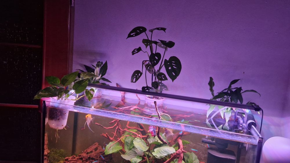 Akwarium 112l z życiem całość