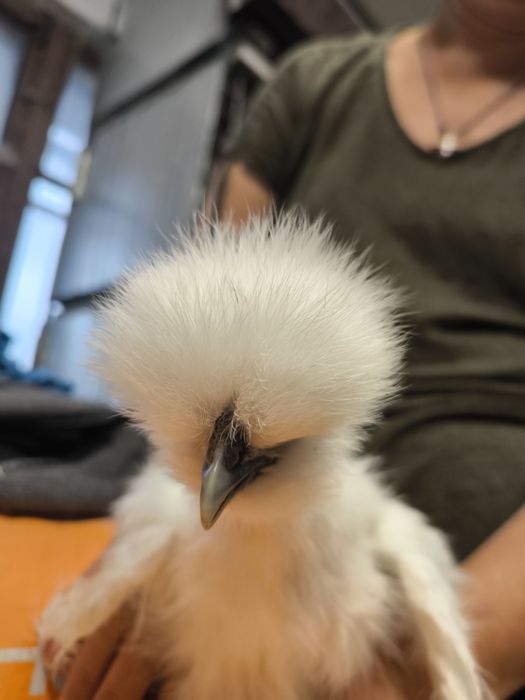 Курчата Кітайска Шовкова