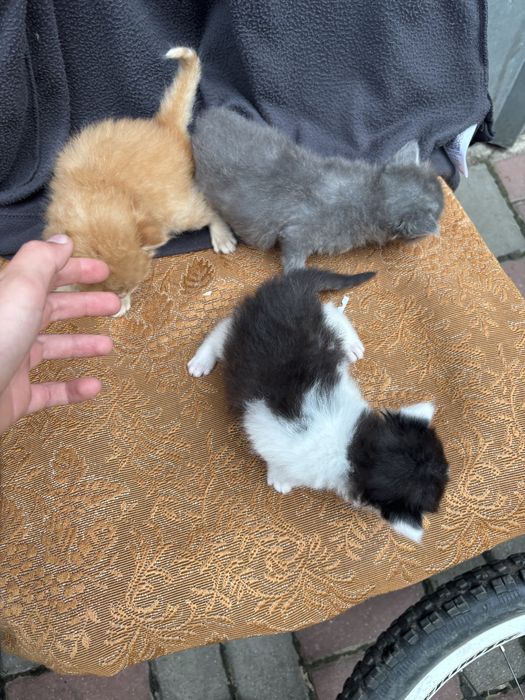 Котики 3 тижні маленькі