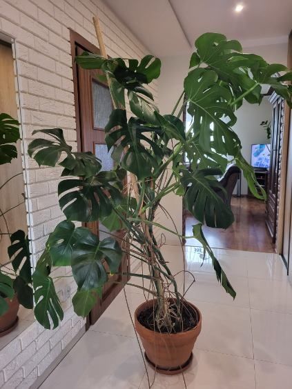 Monstera, kwiaty