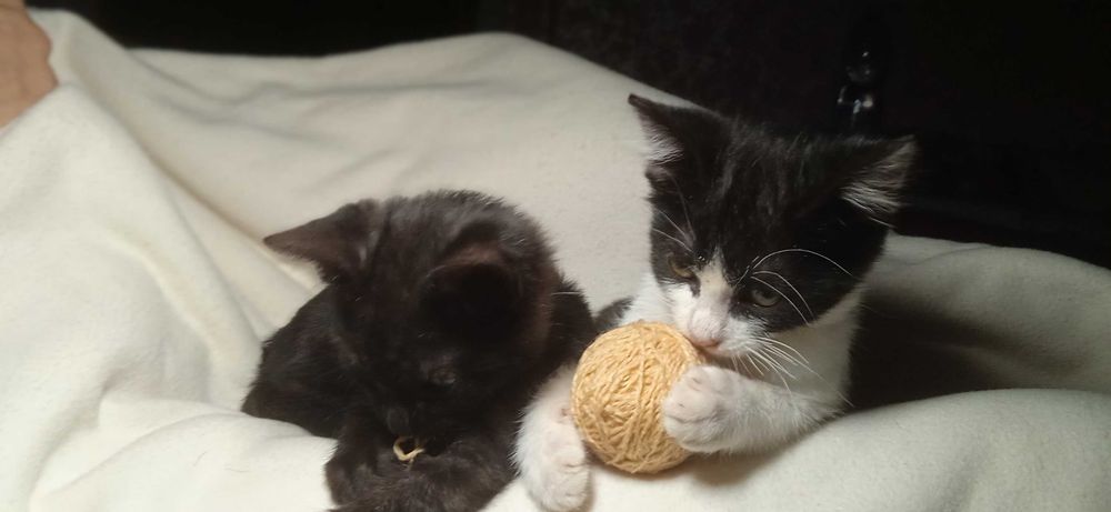 Віддам кошенят, отдам котят