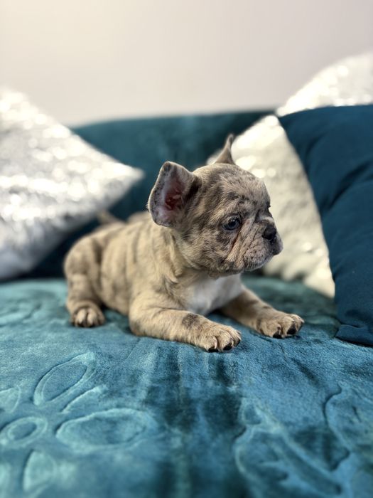 Buldog francuski