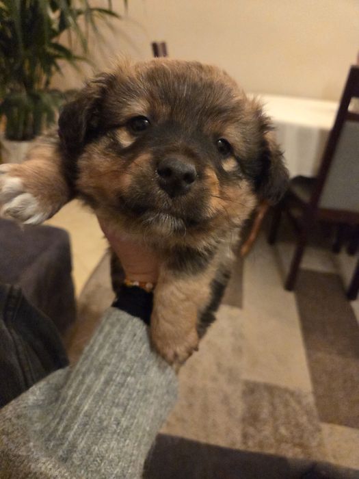 Oddam za darmo pieski w dobre ręce