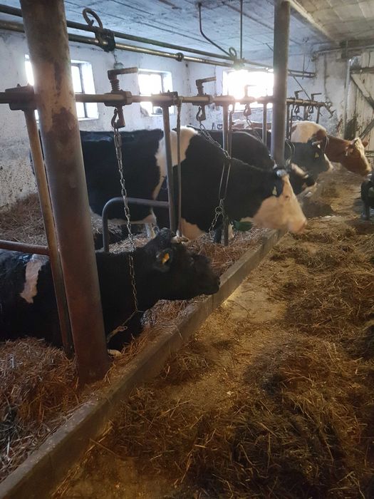 Krowy mleczne likwidacja