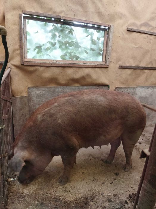 Продам кнура чистокровний Дюрок